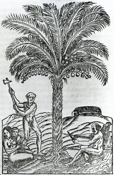 Harvest, from Singularities of France Antarctique, by Andre de Thevet, 1558 by French School